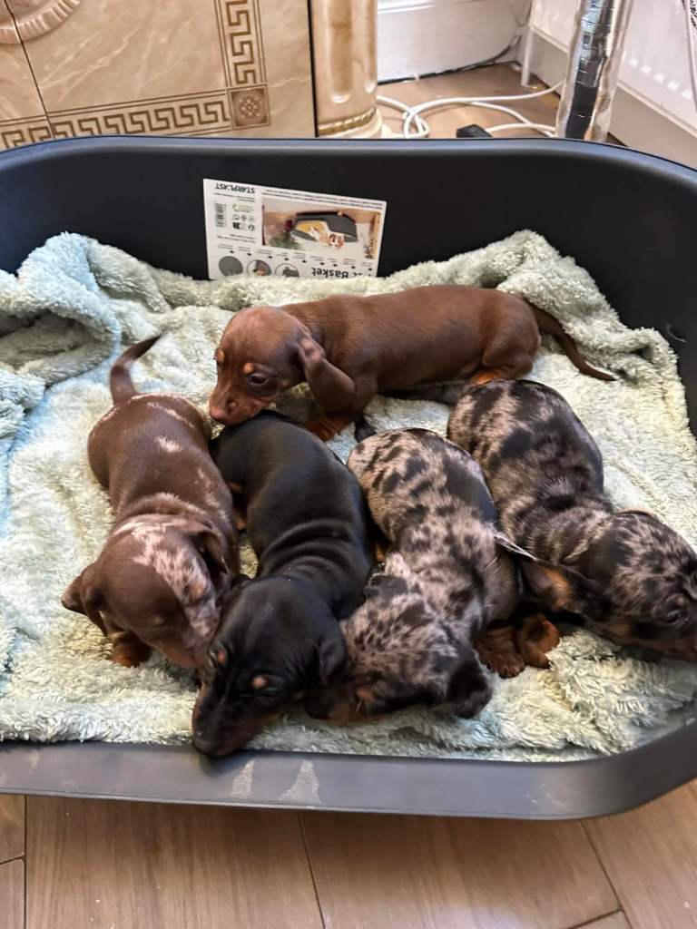 Dachshund puppies for sale 
