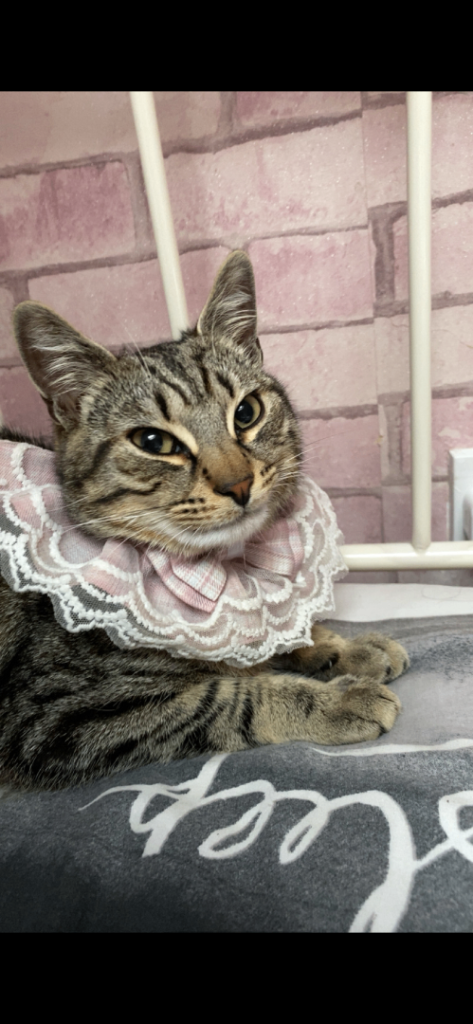 Two cats for sale 