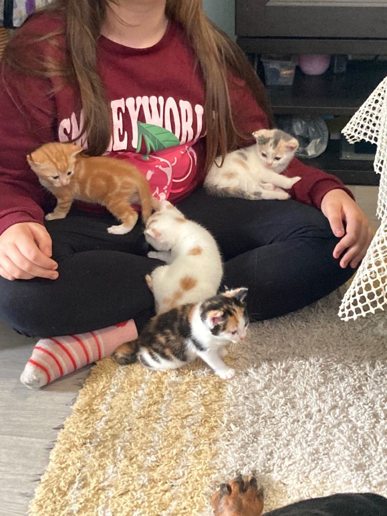 Kittens