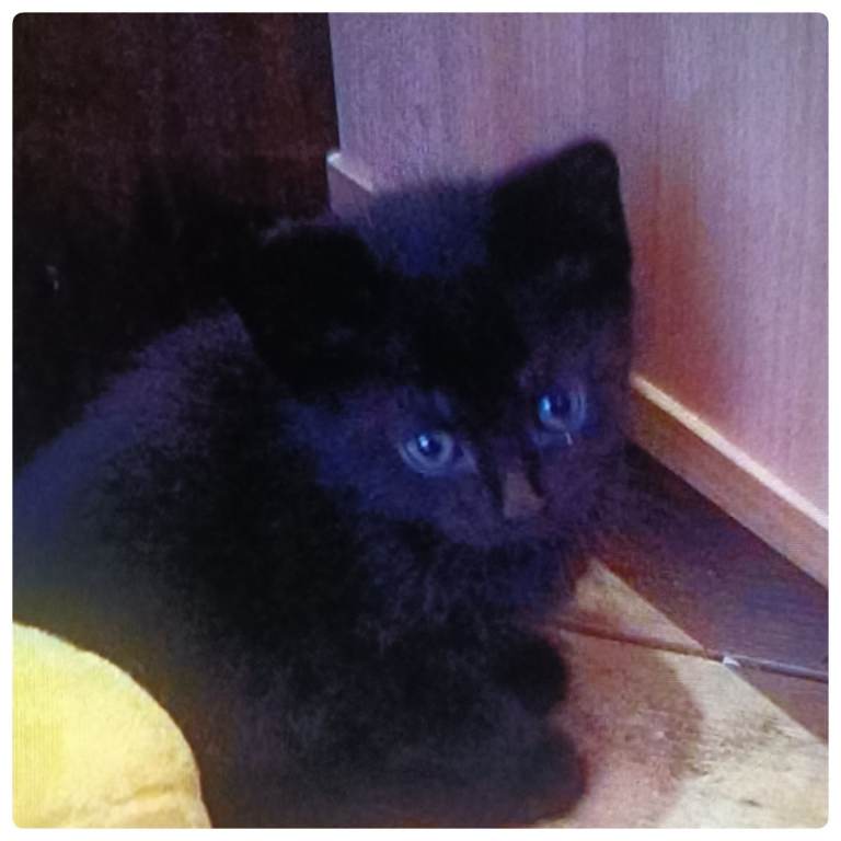 Adorable kittens for homing 
