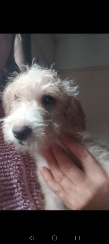 🎀🌹🌸 LAST puppy available now FULLY VACCINATED Cockapoo x Jack Russell GIRLS  🎀🌺🪷 