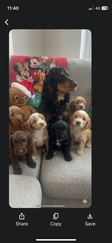 Cockapoo pups