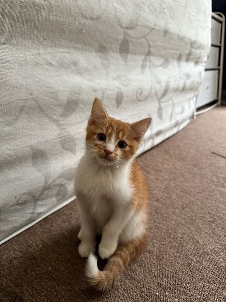 Mixed Ginger Kittens
