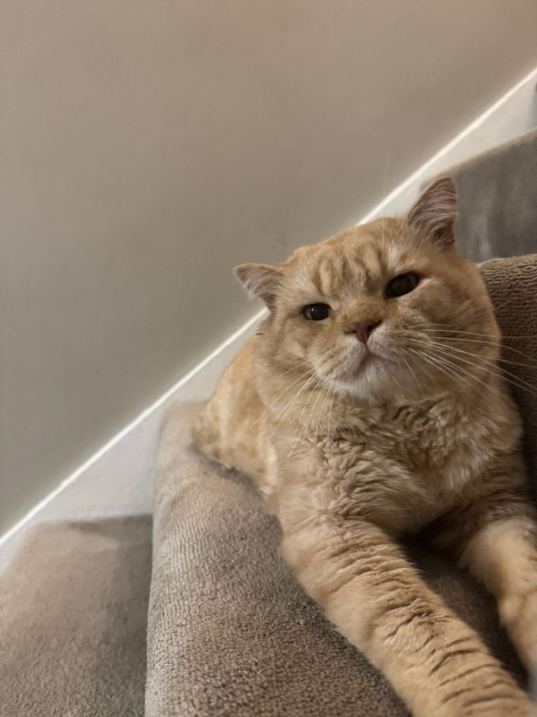 Beautiful Red British Short Hair 