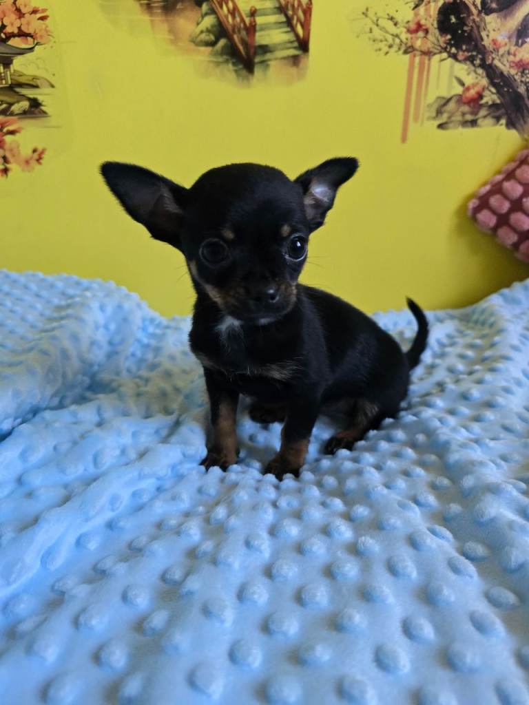 Chihuahua puppies ready now