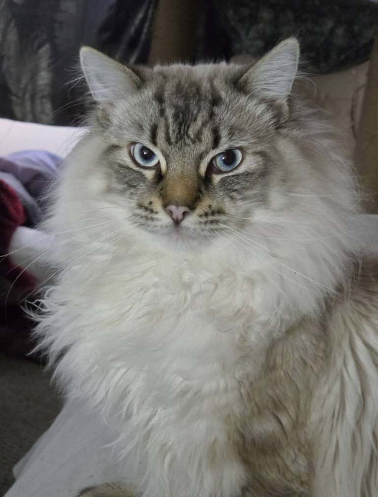 Beautiful Long-Haired Cat Looking for a New Home
