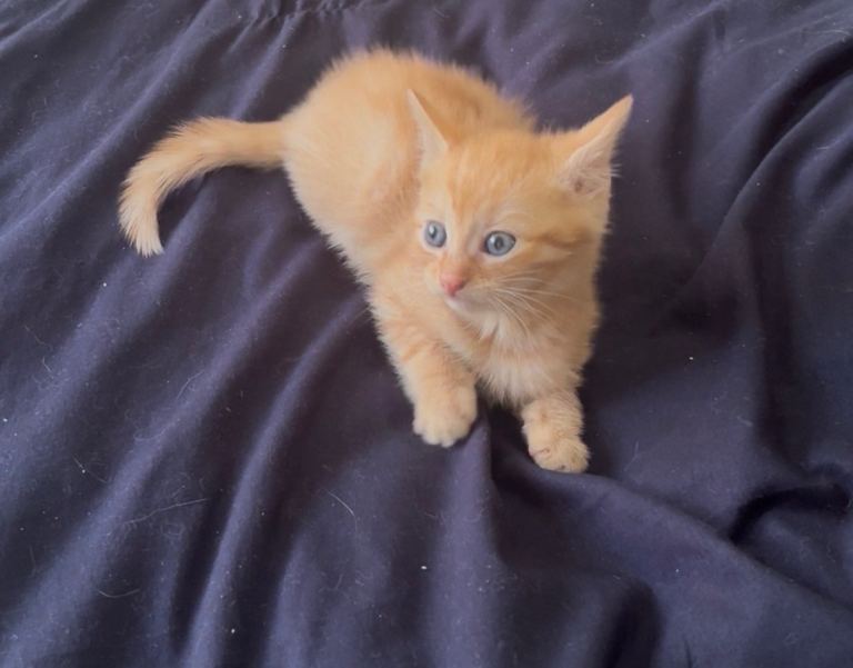 9 week old kittens for sale 