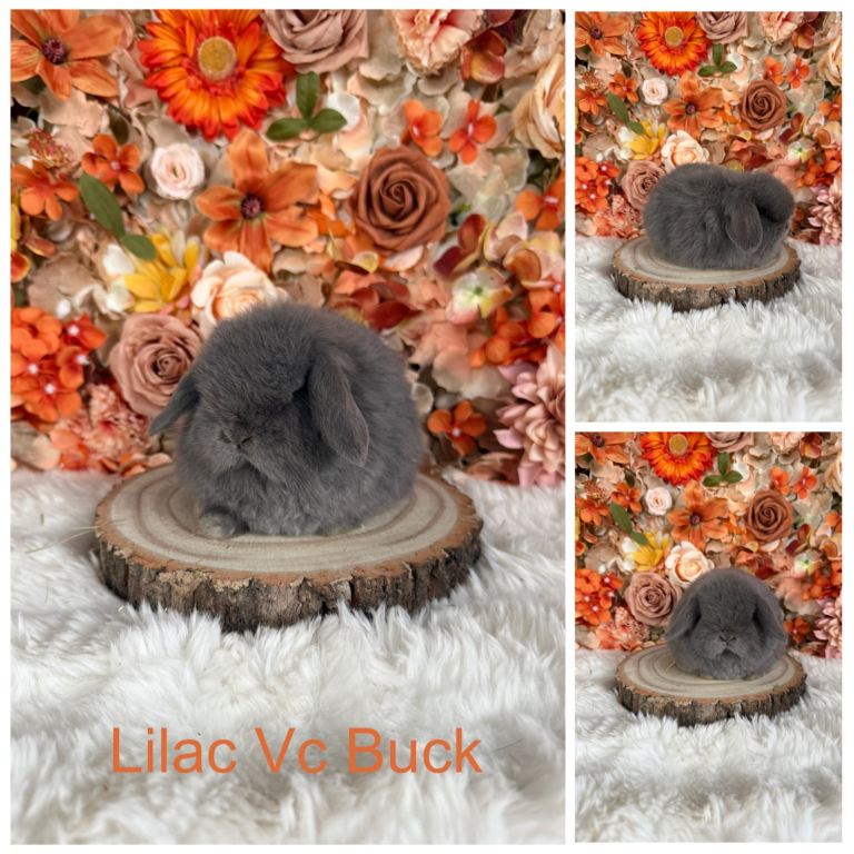 💜 Vaccinated Mini Lops Babies 💜 xxx