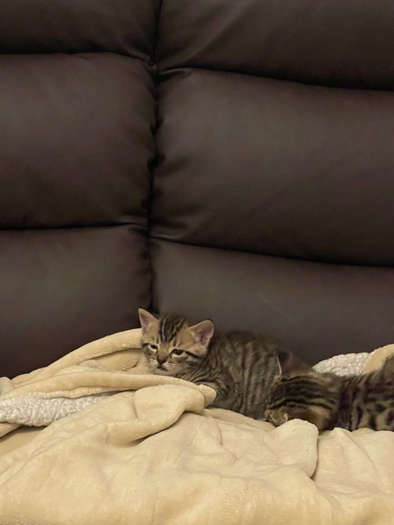 Male and Female Kittens for sale