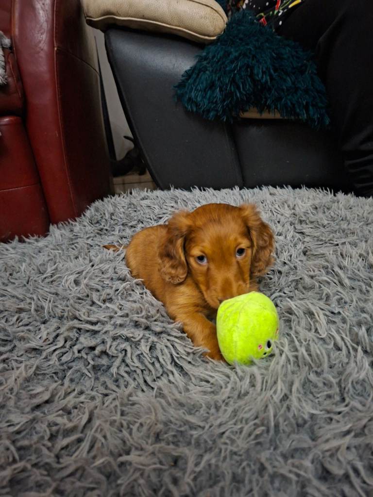 Miniature long haired dachsund puppies