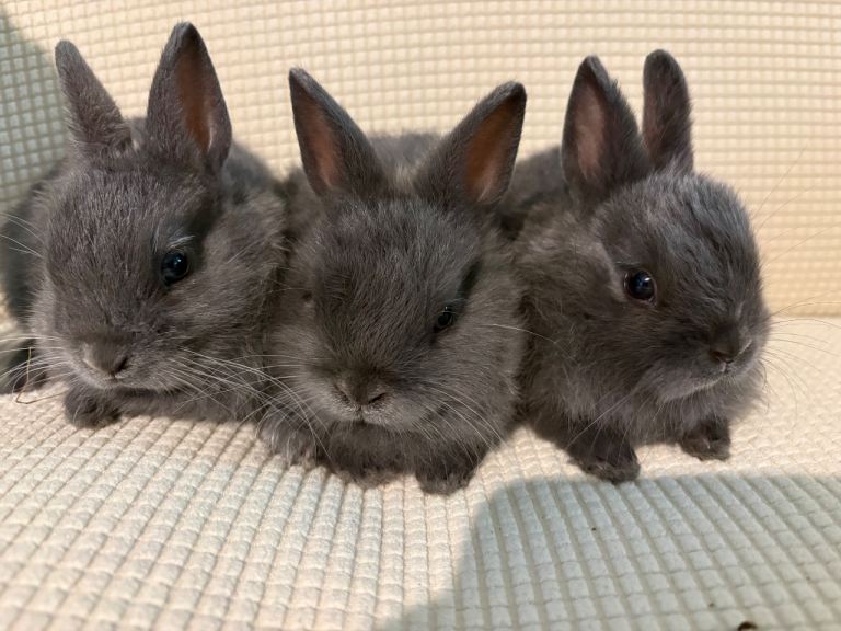 Netherland dwarf  babies 3 boys 1 girl