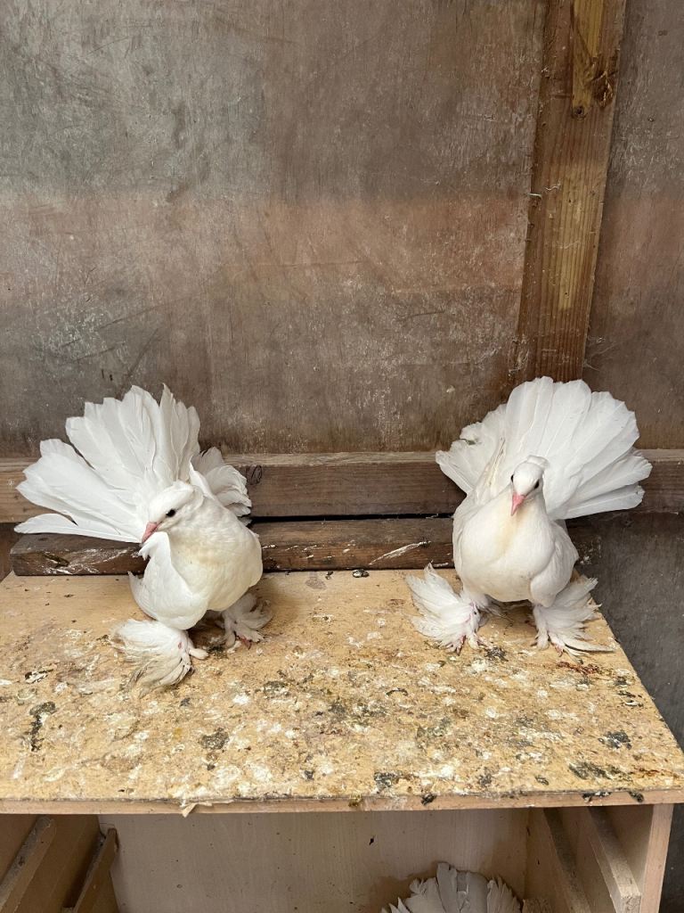 Indian Fantail pigeons for sale
