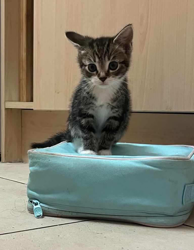 Adorable mixed breed kittens 