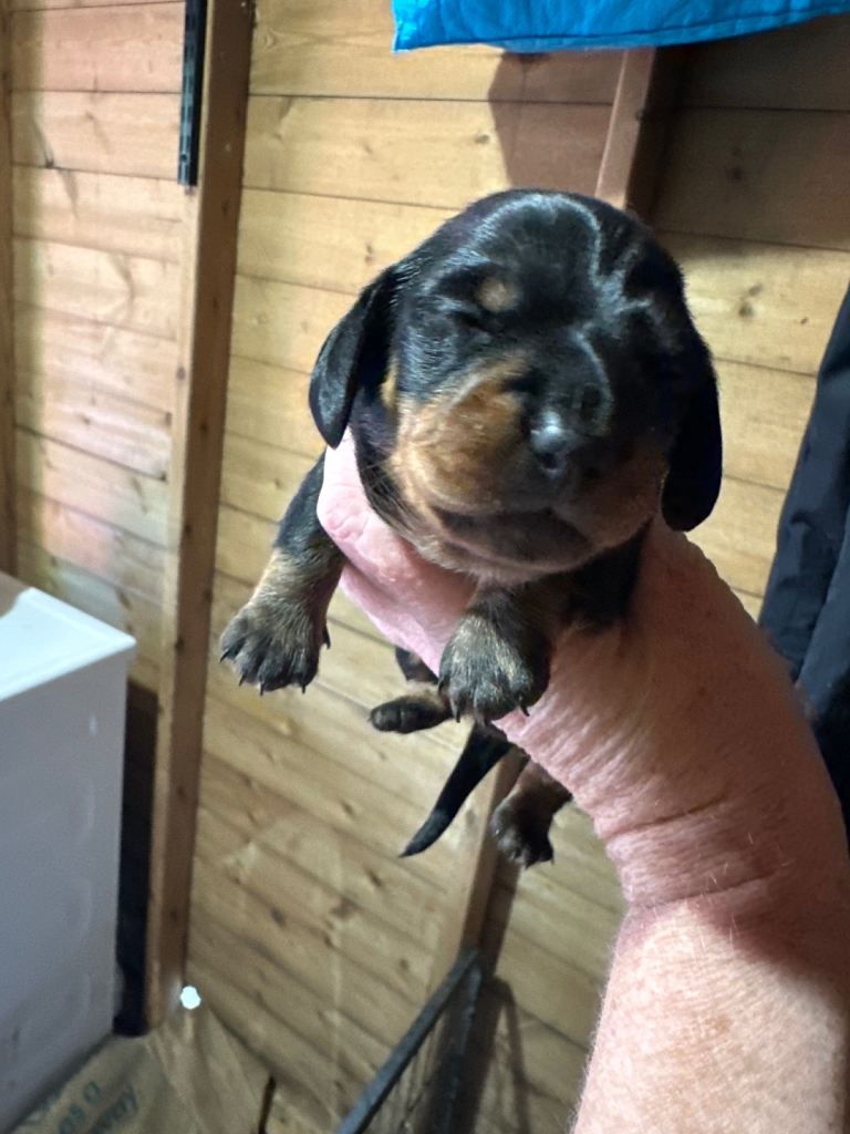 mini dashund puppies 