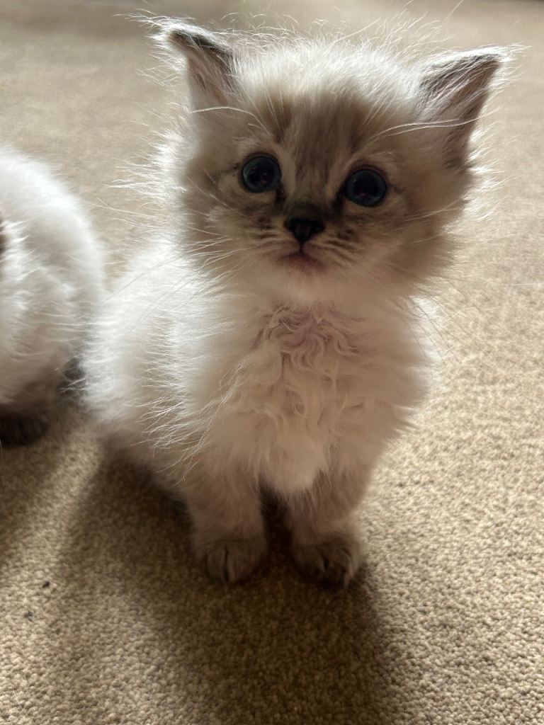 Ragdoll X Persian kittens 
