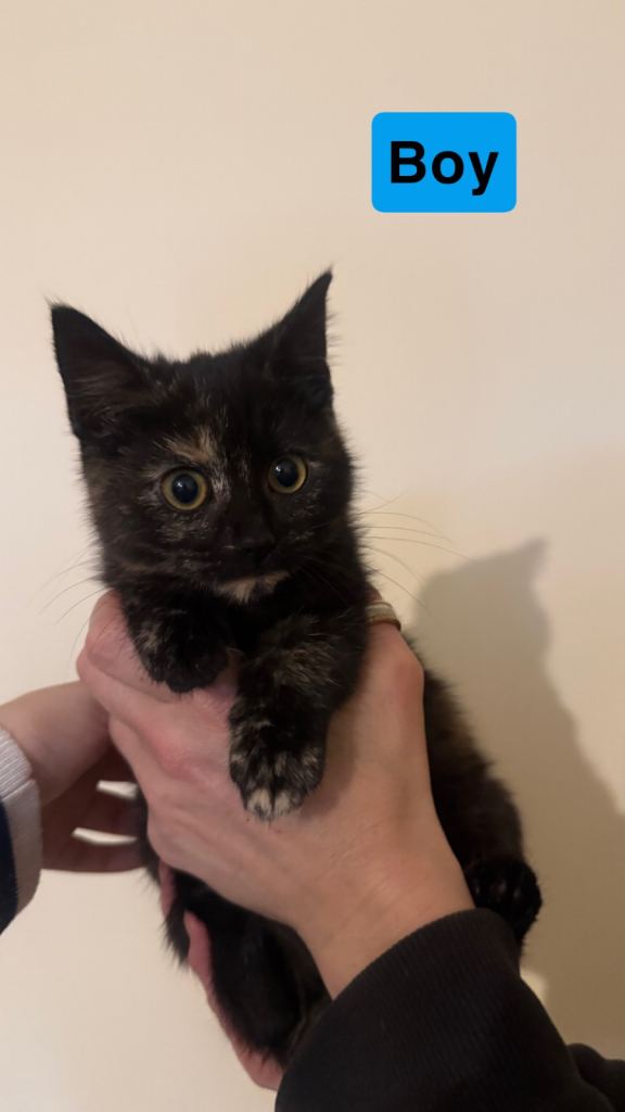 Gorgeous kittens ready for their forever homes