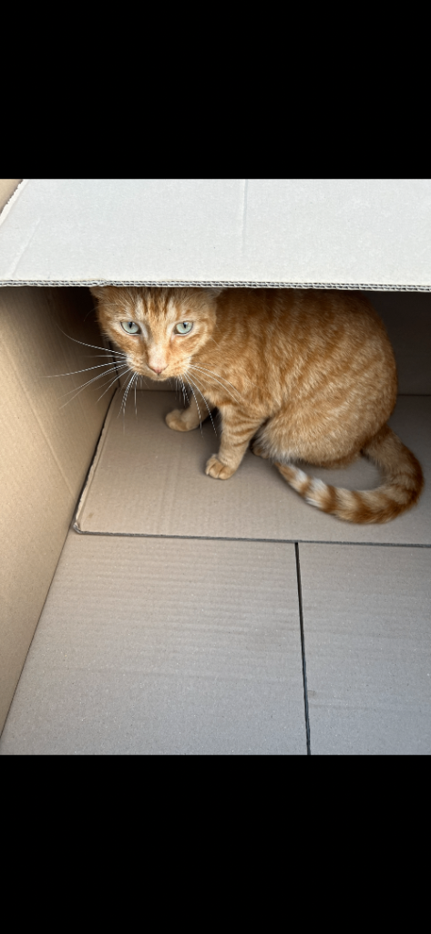 Missing cat