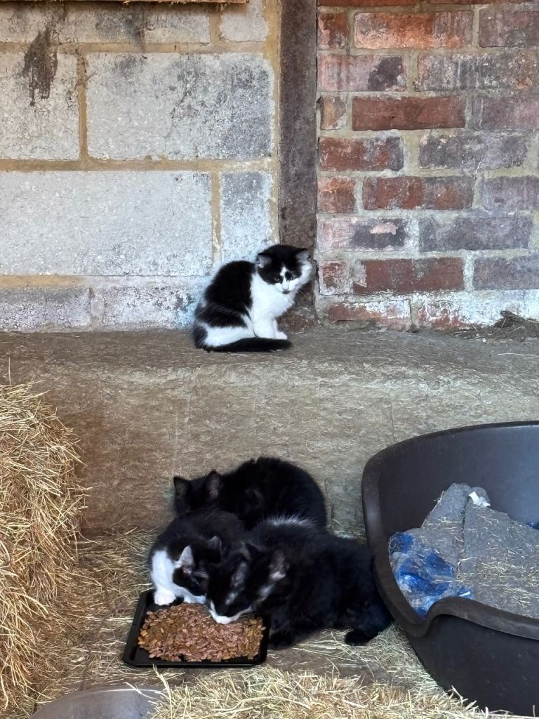 W10 week old Kittens