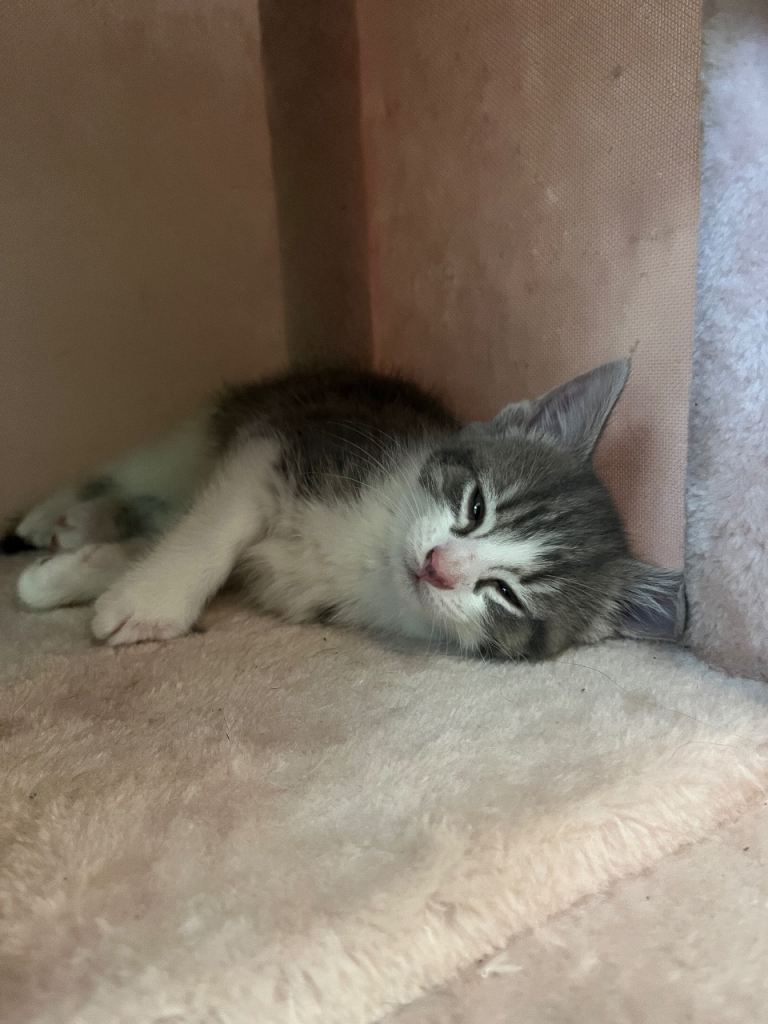 grey kitten available 14weeks 