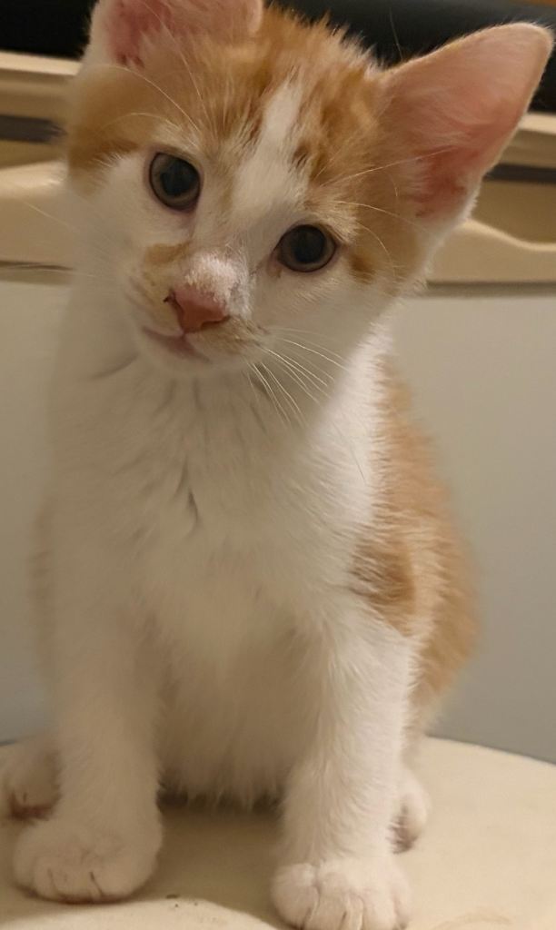 Fun loving kittens 
