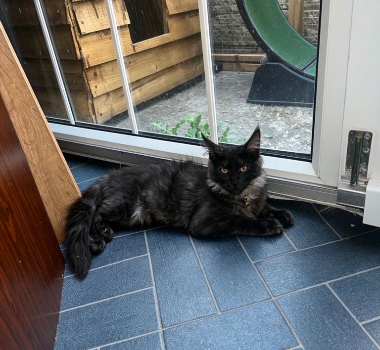 TICA ACTIVE REGISTERED MAINE COON FEMALE 