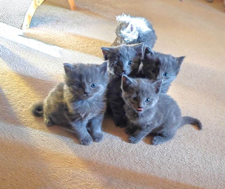 BSH Kittens