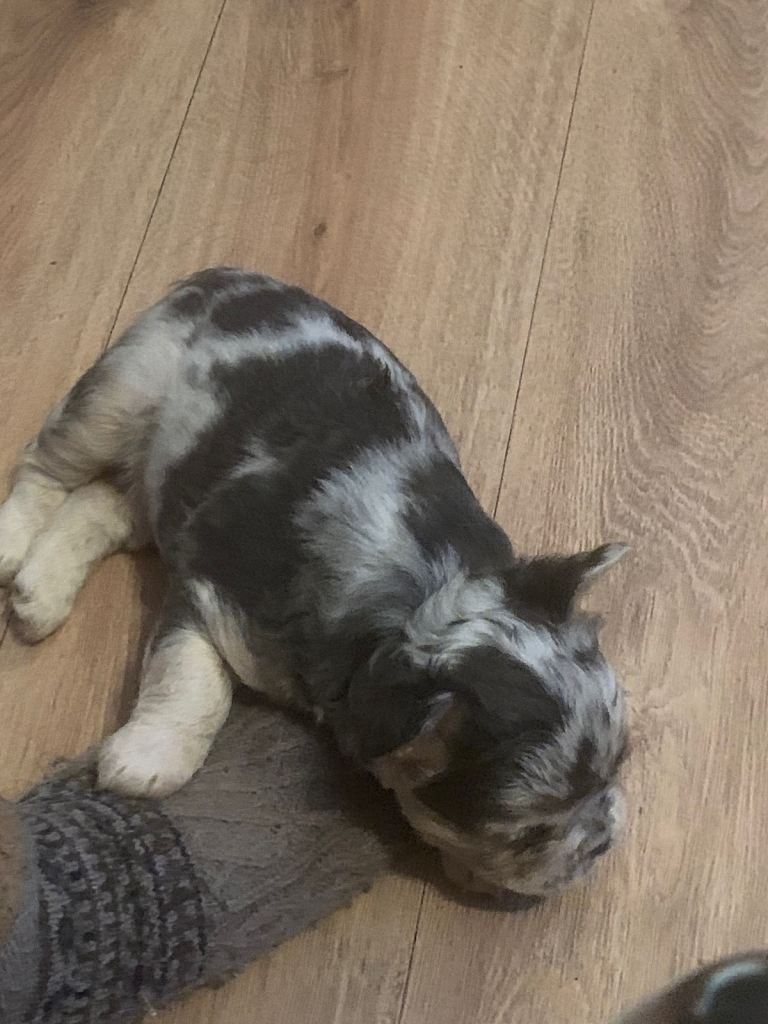 Quality fluffy French Bulldog pups 