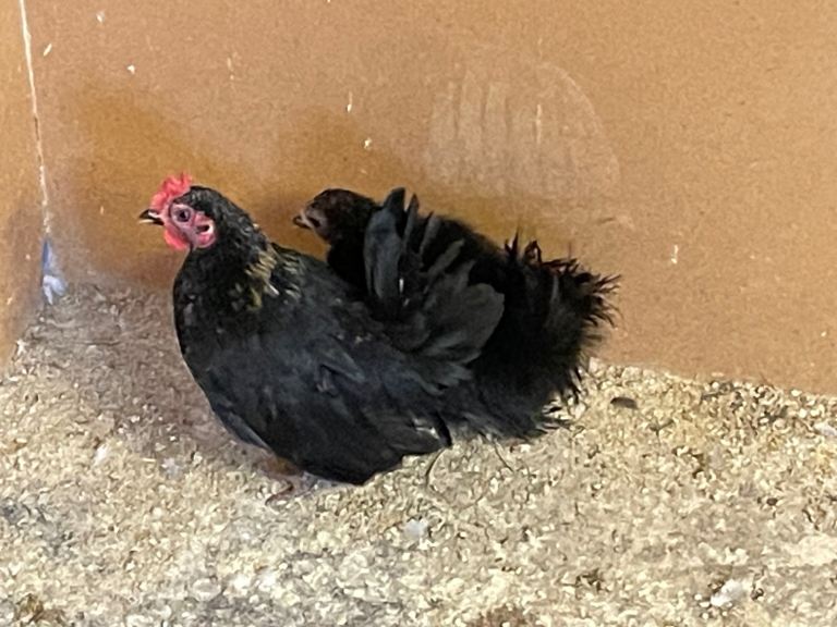 Serama Hen and cock birds 