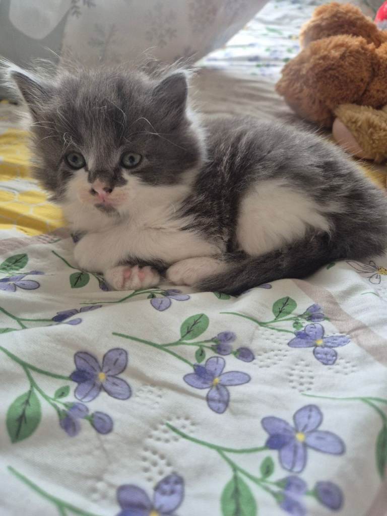Kittens