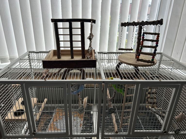 2 budgies & double cage 