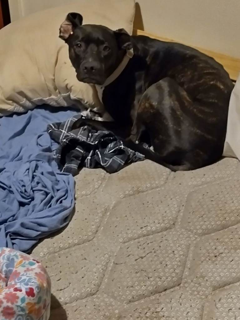 Dog for rehoming 