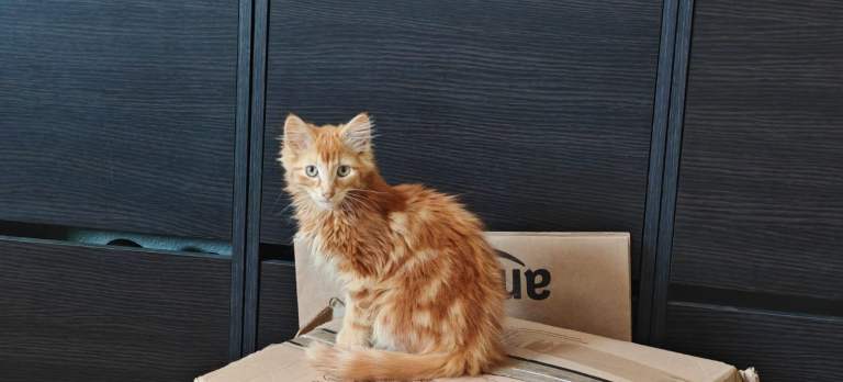 Adorable Kittens Looking for Their Forever Homes