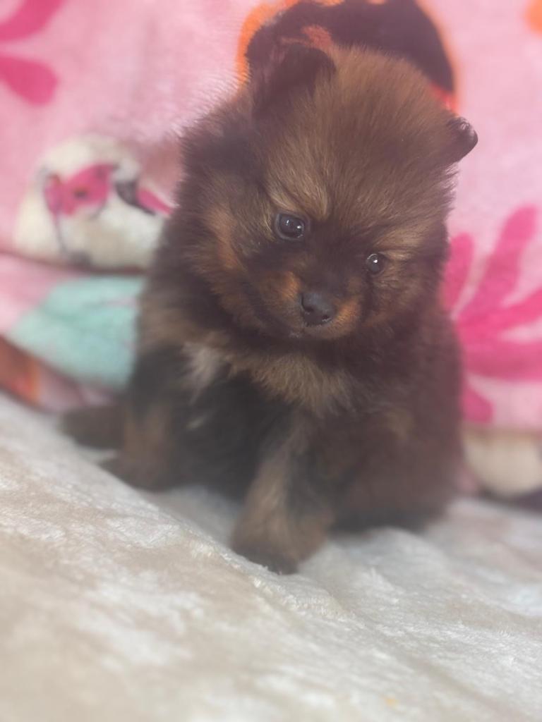 Pomeranian puppies 
