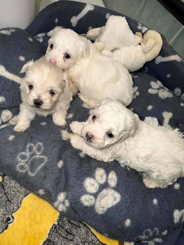 3 beautifuls puppy Bichon Maltese 