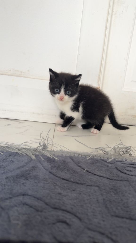  Kitten 