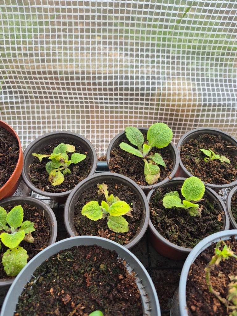 Digitalis dottie rose plants 