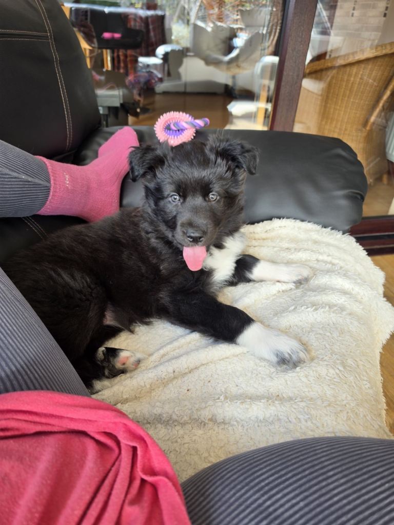 German shepherd/border collie female puppy 