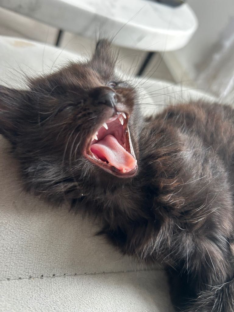 Maine Coon / Siamese kitten 