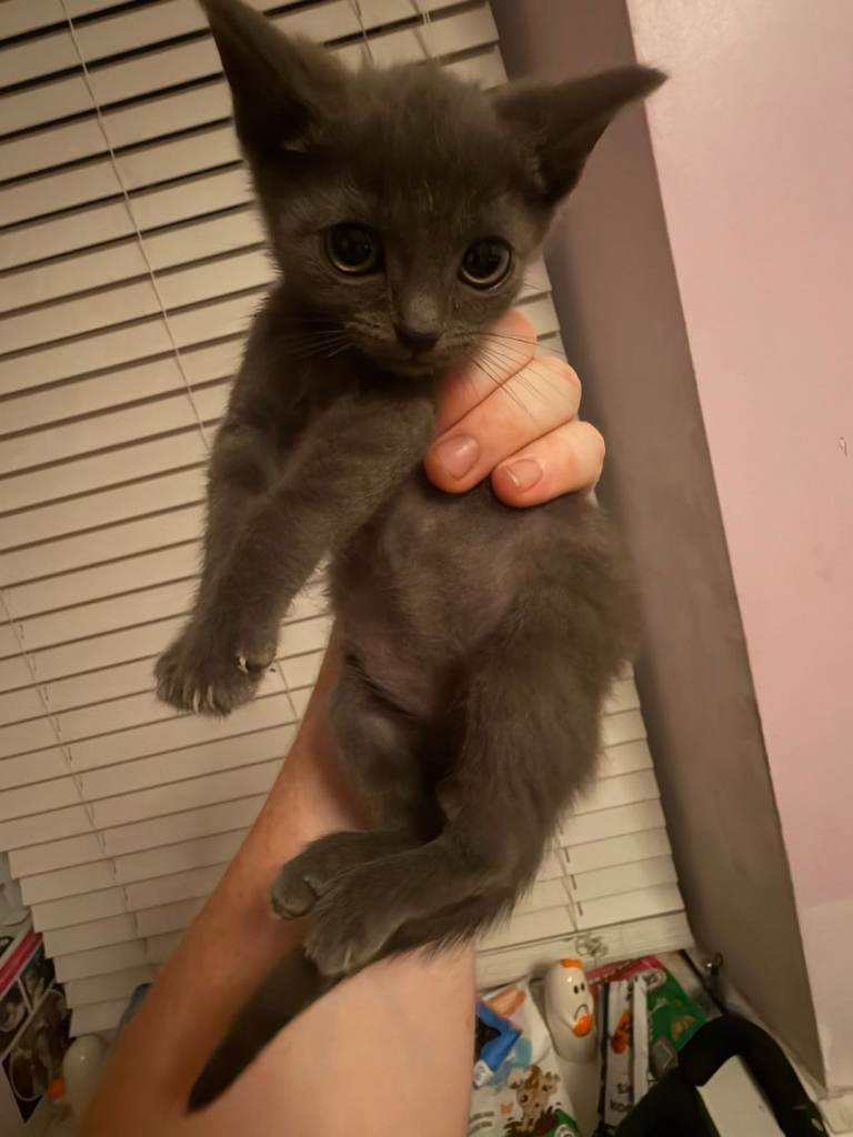X2 Boy Kittens