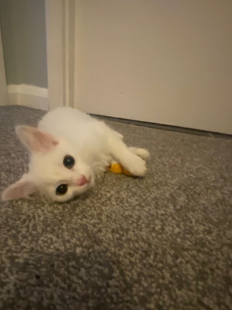 Turkish angora female kitten 
