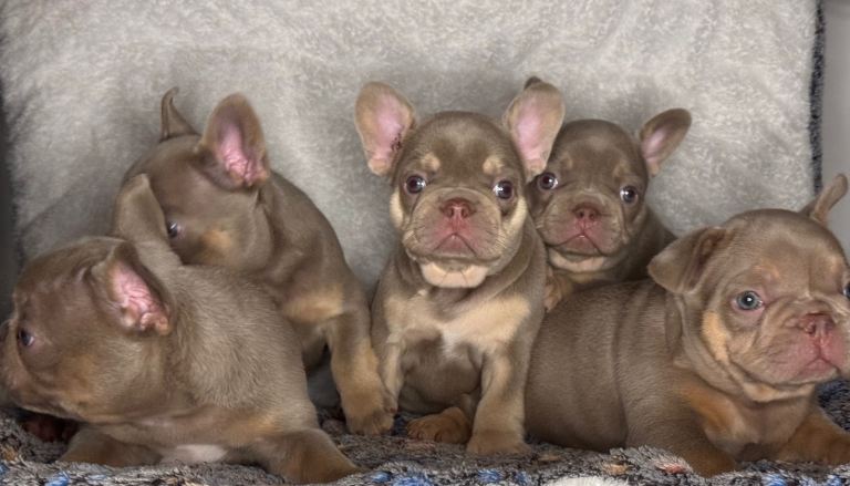 New Shade KC Registered French Bulldog Puppies
