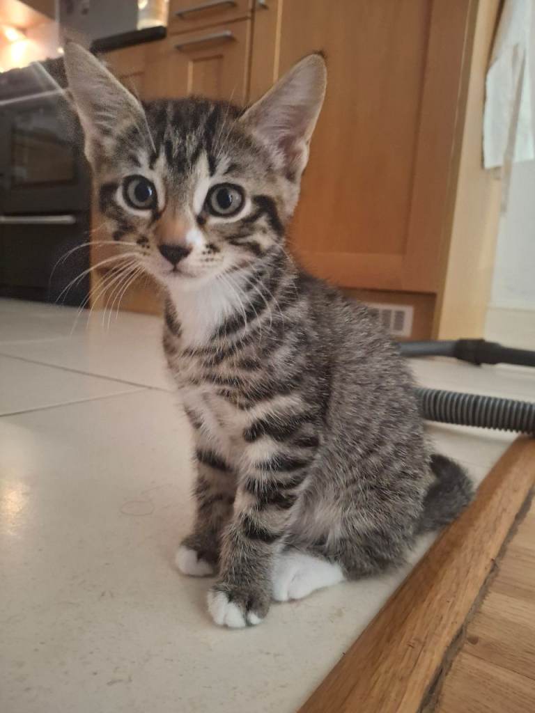 2 beautiful kittens 