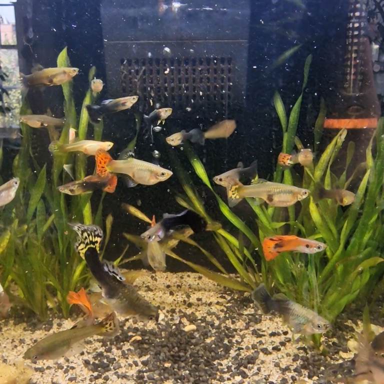Guppies/Corys/Yoyo Loach 