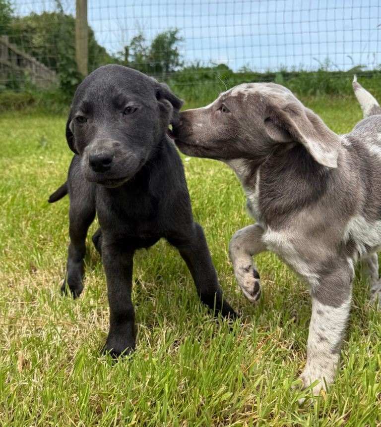 Labrador Retriever puppies in a beautiful selection of merle, silver, and charcoal