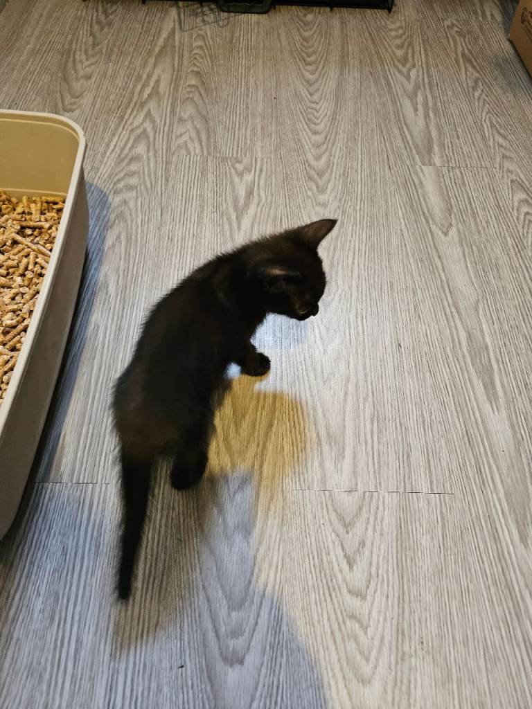Black kittens