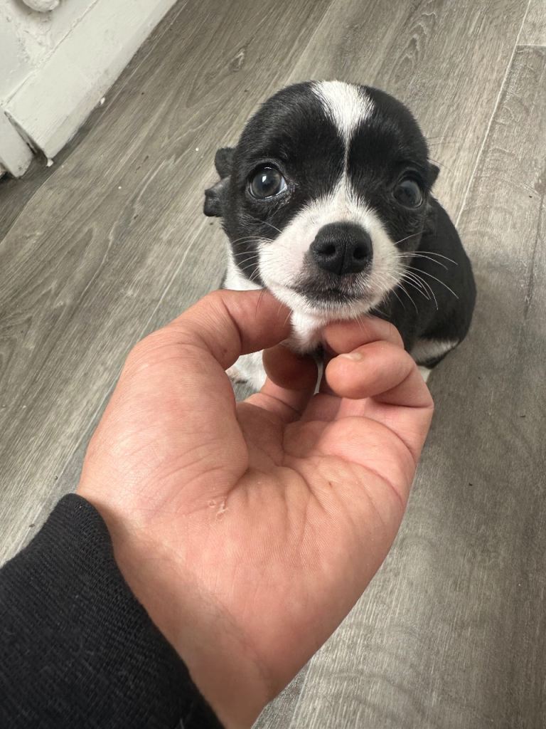 Chihuahua male baby
