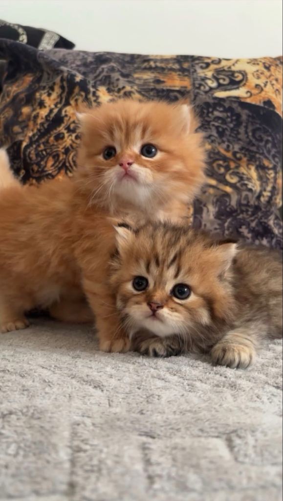 Beautiful British Longhair × Siberian Kittens – Stunning Ginger & Black Coats