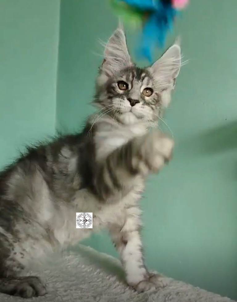 XXL maine coon boy and girl 