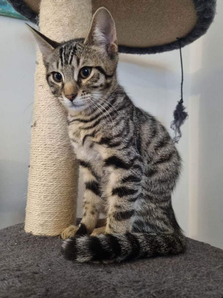 Last bengal boy looking for home