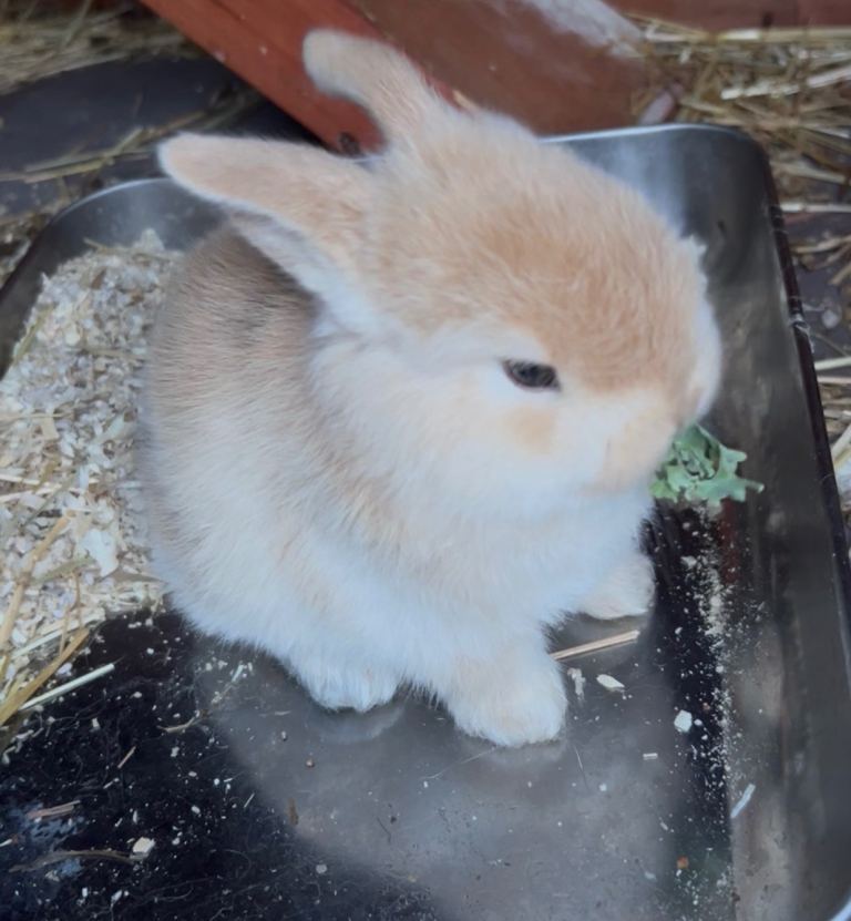 Last Male Mini Lop